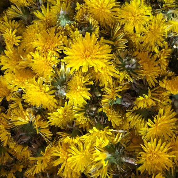 dandeliontea